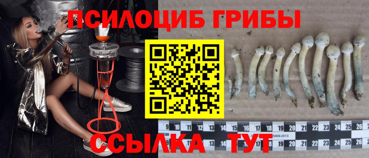 Новомосковск  Псилоцибиновые грибы Psilocybine cubensis  Вход с VPN 